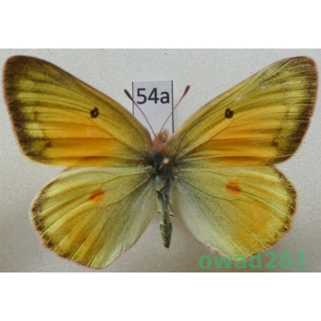 Colias krauthii kluanensis Ferris, 1981 female Canada54a